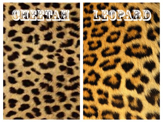 leopard versus cheetah