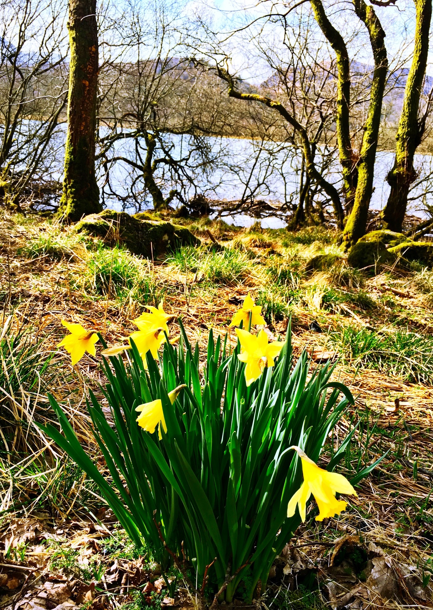 Lake District daffodils midlifechic