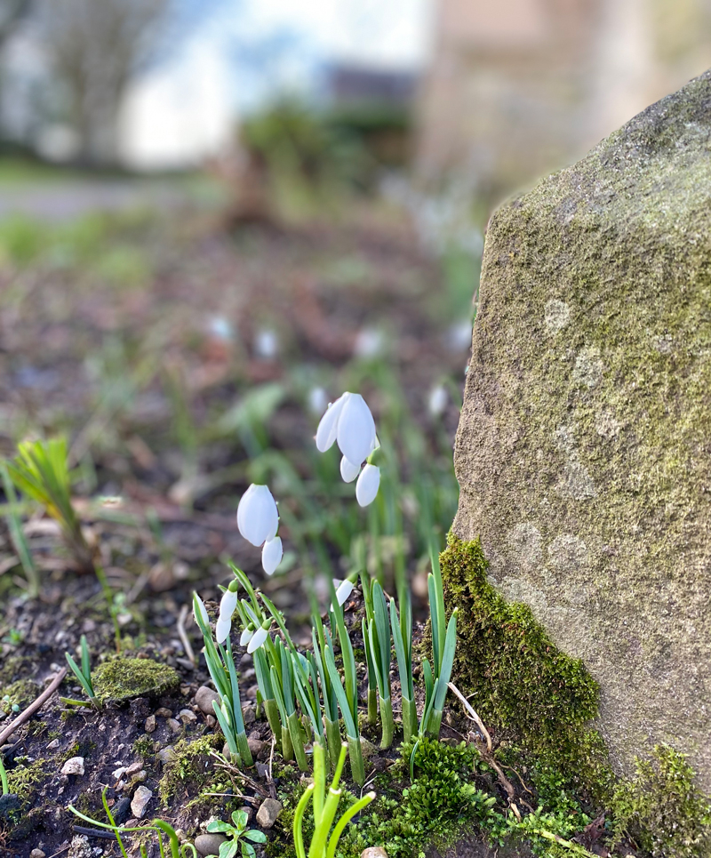 first snowdrops 2021