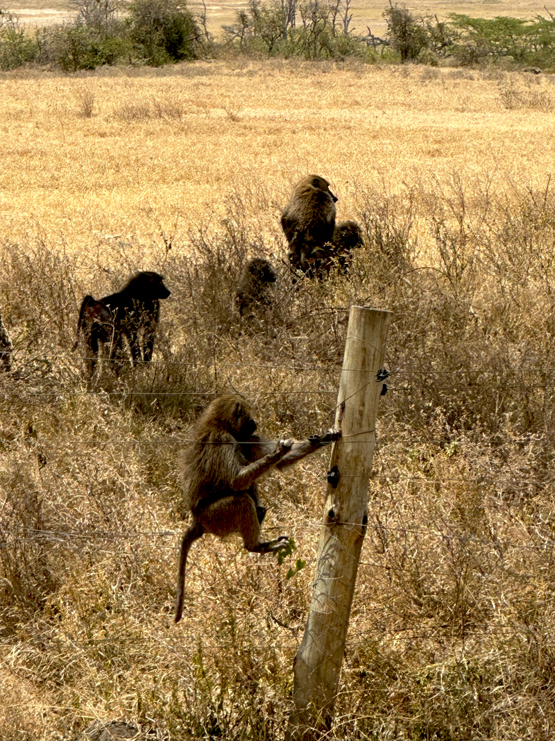 Kenya safari Titan Travel review