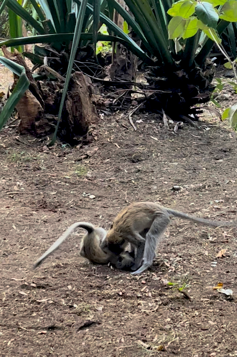 What it's like to go on safari in Kenya