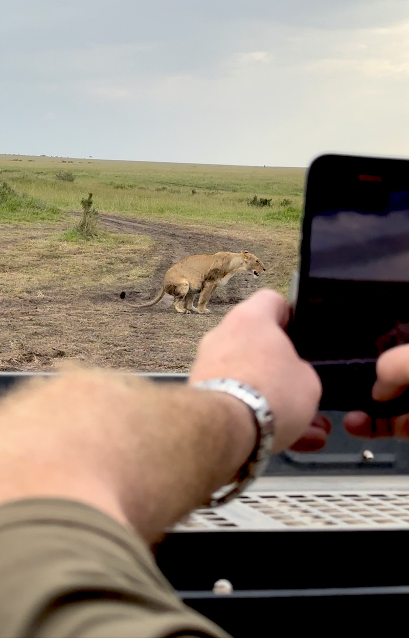 Lions on Kenya safari review