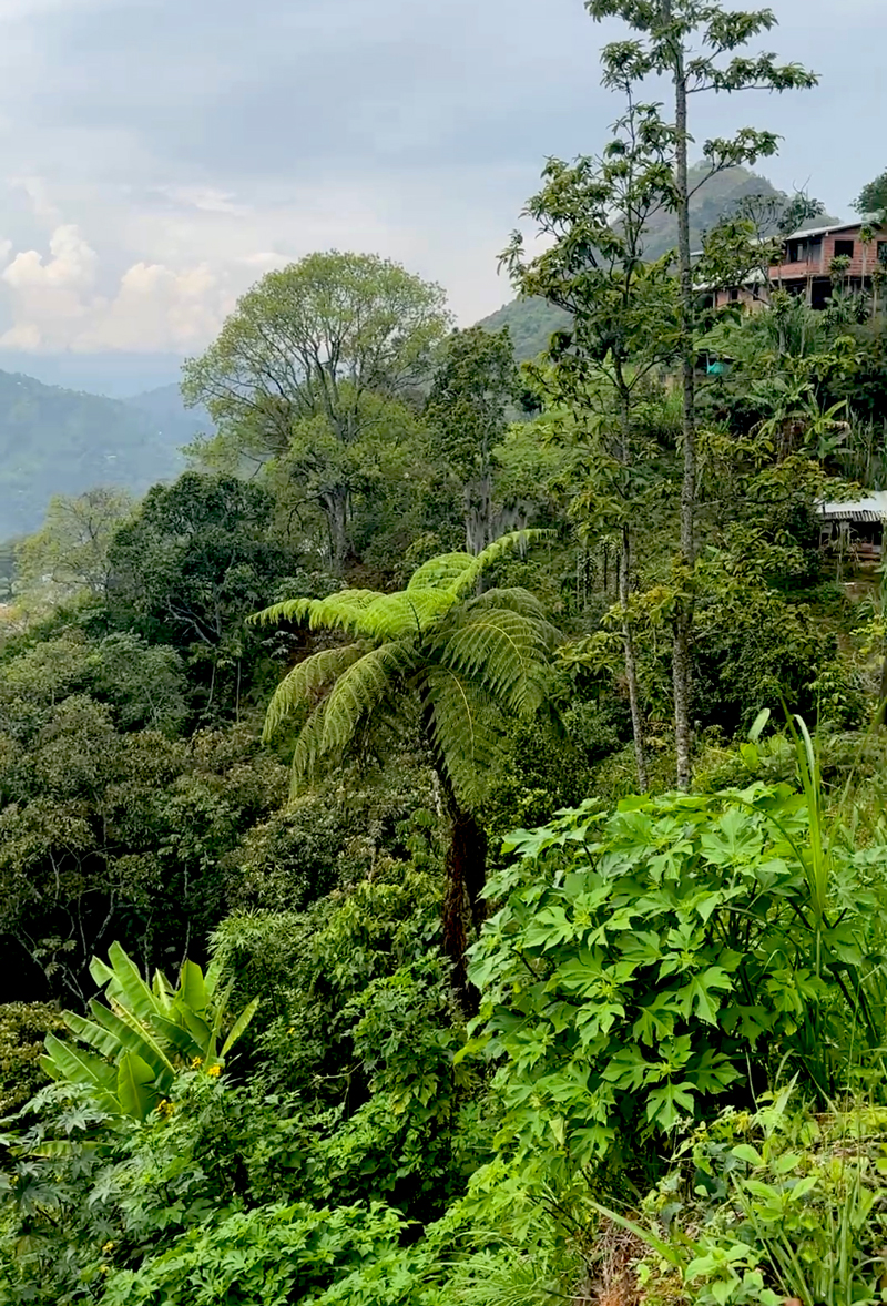 CoColombia Guide - Coffee Plantation Visit