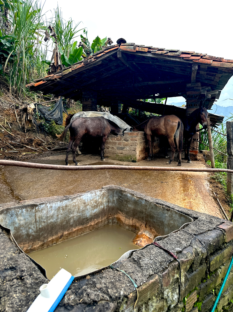 CoColombia Guide - Coffee Plantation
